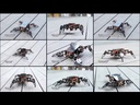 ACEBOTT  ESP8266 Quadruped Bionic Spider Robot Kit (without Battery)